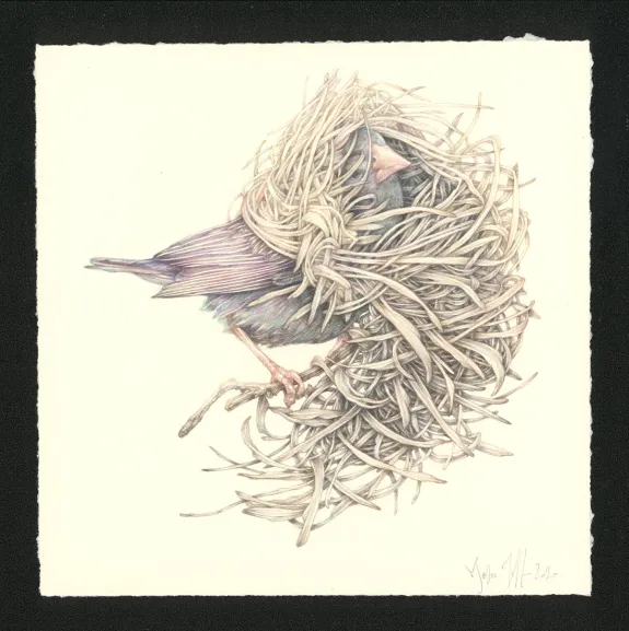 Illustration couleur, Journaux troublés, Marco Mazzoni