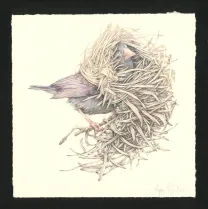 Illustration couleur, Journaux troublés, Marco Mazzoni